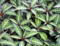 Attractive yellow coloration along the veins of the leaves.
